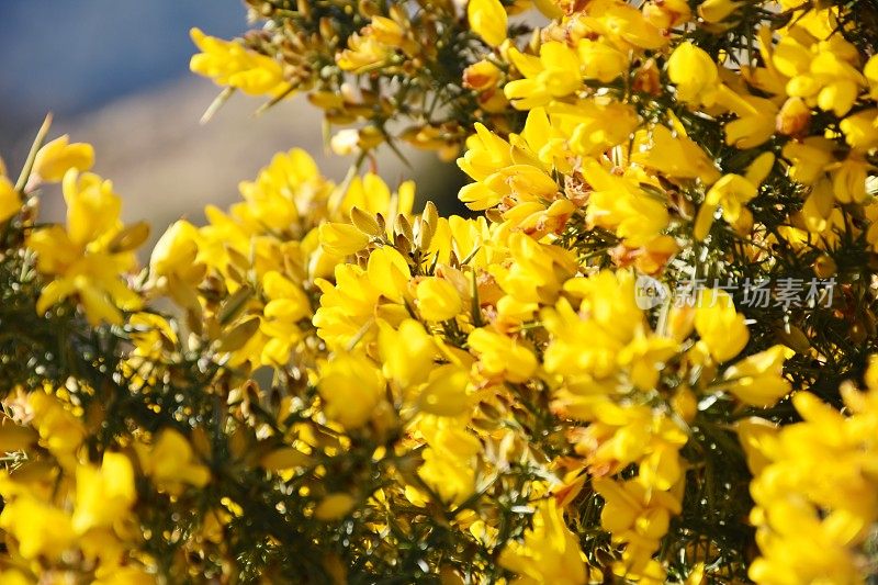 金雀花(Ulex europaeus)